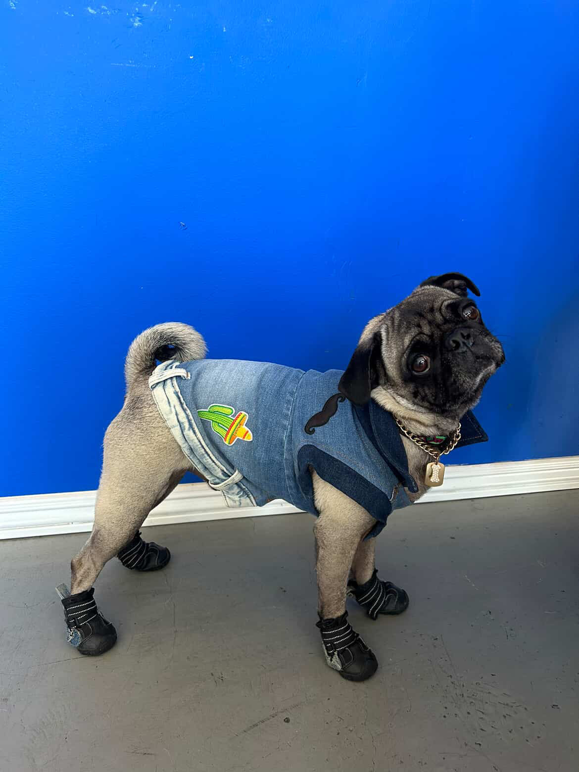 Denim Dog Vest