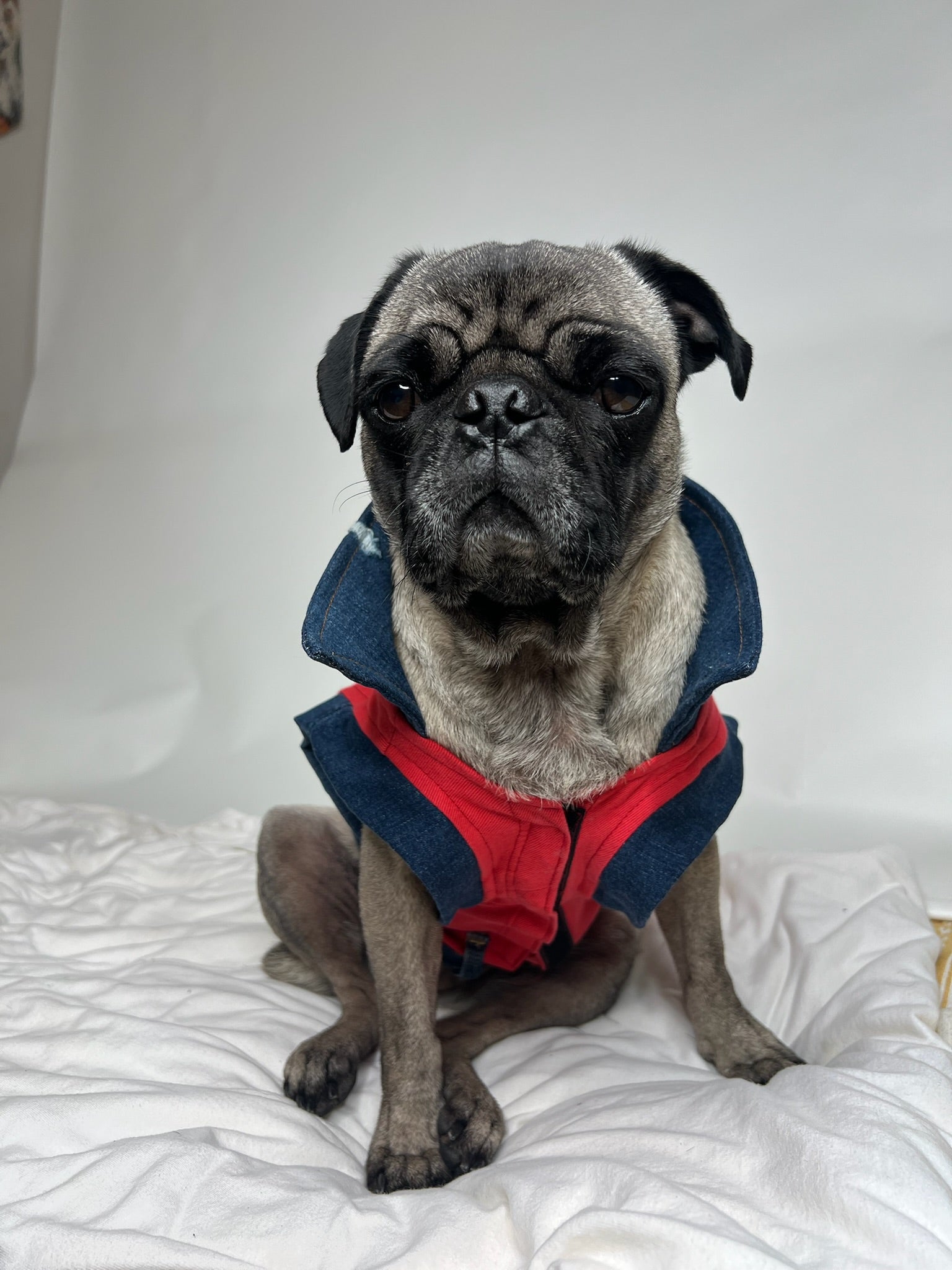 Denim Dog Vest